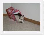 IMG_1832 * Box cat  or Special K! * 3072 x 2304 * (1.39MB)